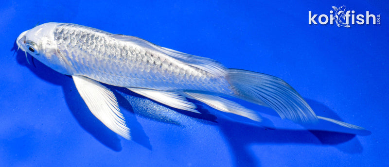 5.5" GINRIN GIN MATSUBA BUTTERFLY