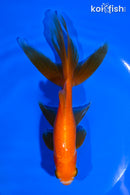 5.75" WATONAI GOLDFISH