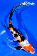10.25" GINRIN KUCHIBENI SANKE BUTTERFLY