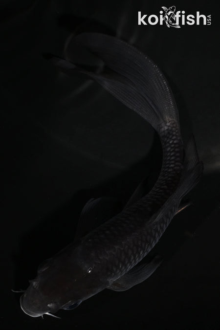 5.25" OCHIBA SHIGURE BUTTERFLY