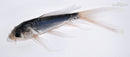 5.5" SHUSUI BUTTERFLY