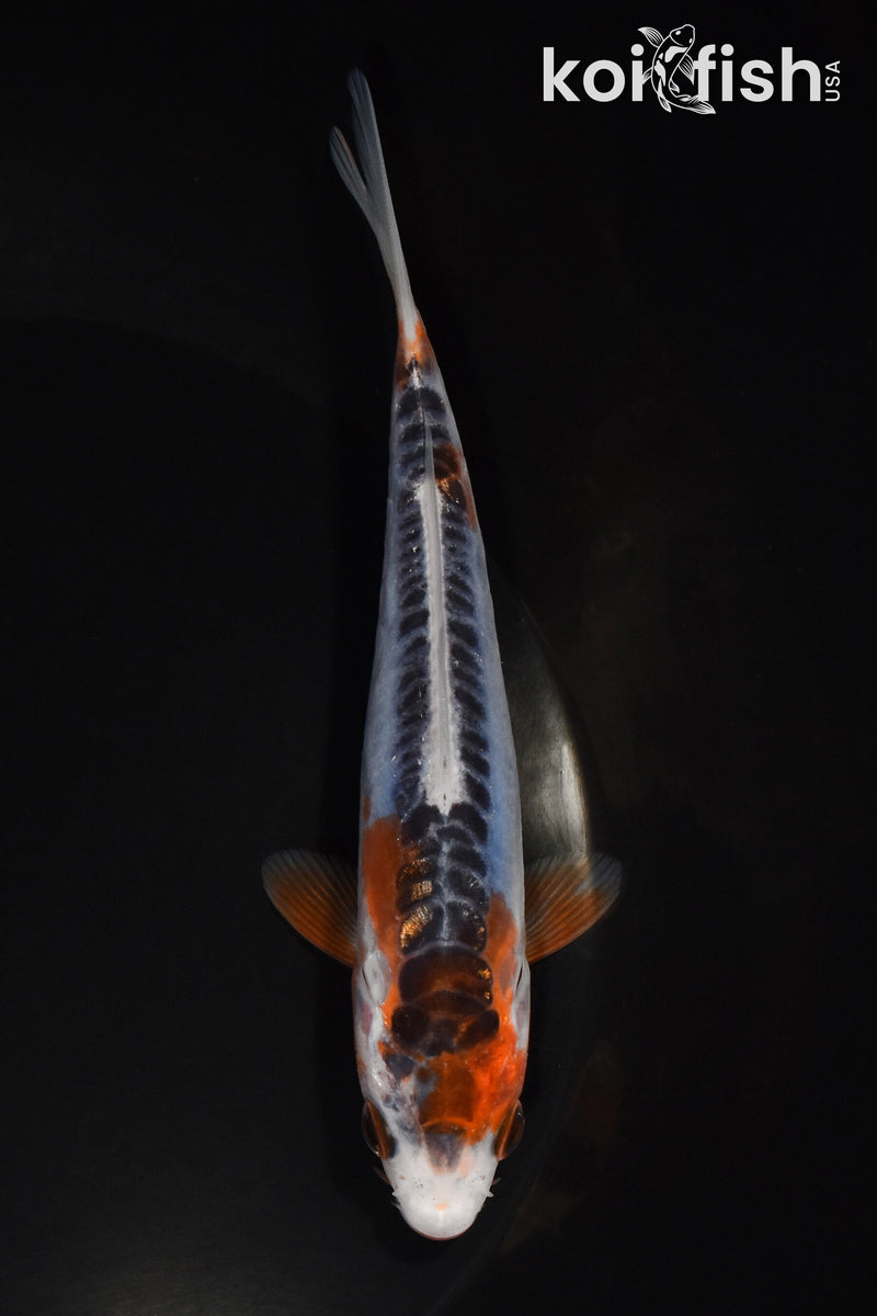 5.5" SHUSUI