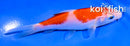 4" KOHAKU