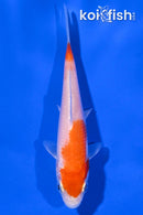 4" HARIWAKE