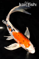 9.5" ARAGOKE HEISEI NISHIKI BUTTERFLY