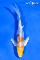 5" GINRIN HARIWAKE BUTTERFLY