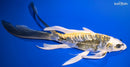 10.75" KIN KIKOKURYU BUTTERFLY