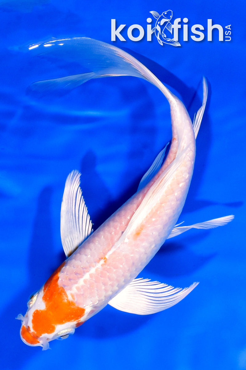 7.75" HARIWAKE BUTTERFLY