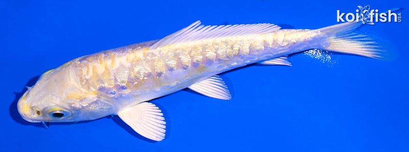 5" GINRIN ARAGOKE LEMON HARIWAKE