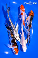 PACK OF (5) 4-5.5" BUTTERFLY KOI