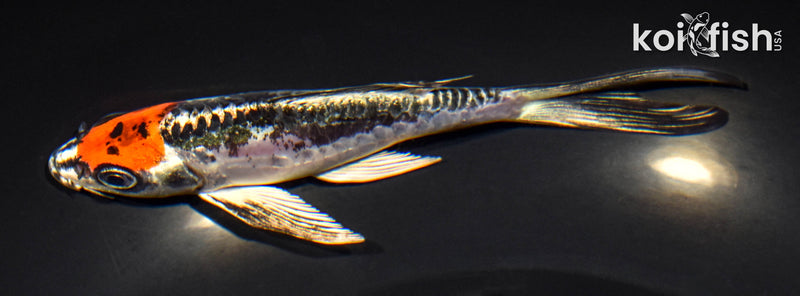 5.25" BENI KIKOKURYU BUTTERFLY