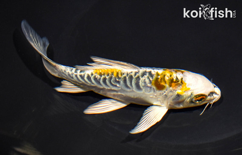 5.75" ARAGOKE KUJAKU BUTTERFLY