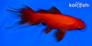 4.25" WATONAI GOLDFISH