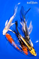 PACK OF (5) 4.5-5.5" BUTTERFLY KOI