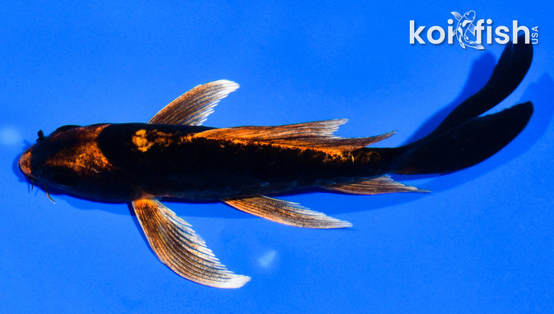 5.5" KABUTO BUTTERFLY