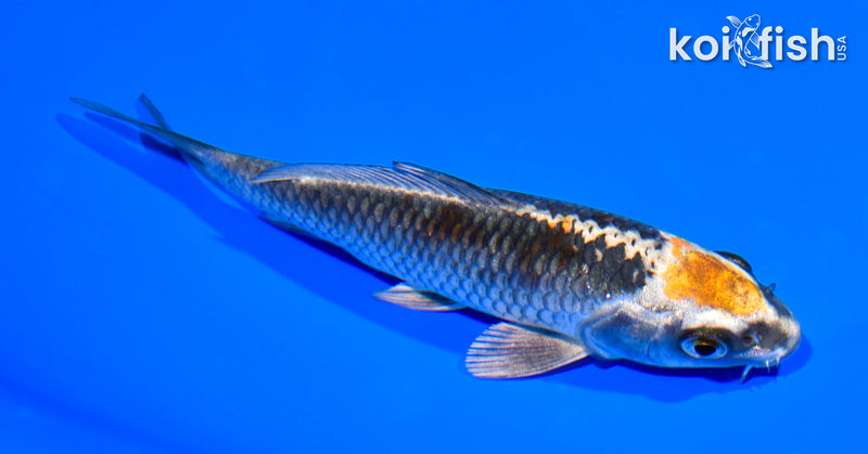 5.5" BENI GINGA