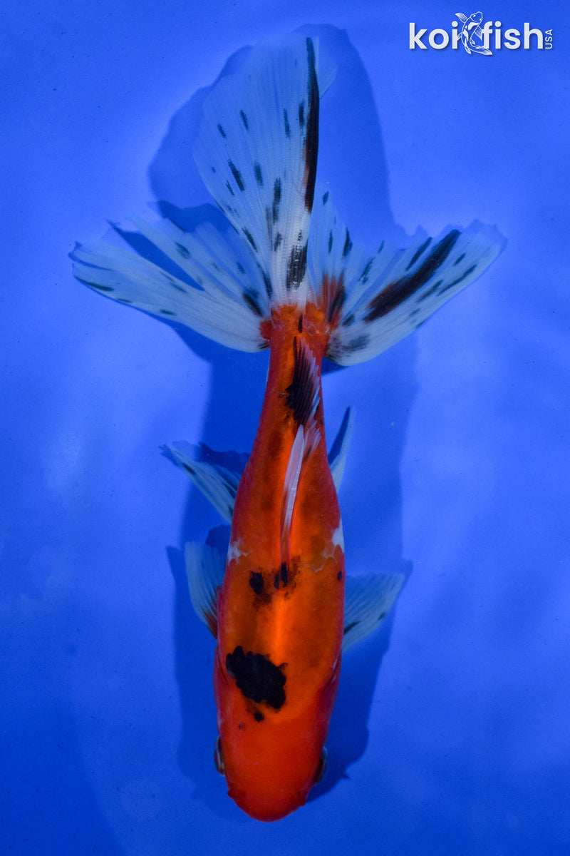 6" WATONAI GOLDFISH