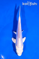5.5" DOITSU PLATINUM OGON