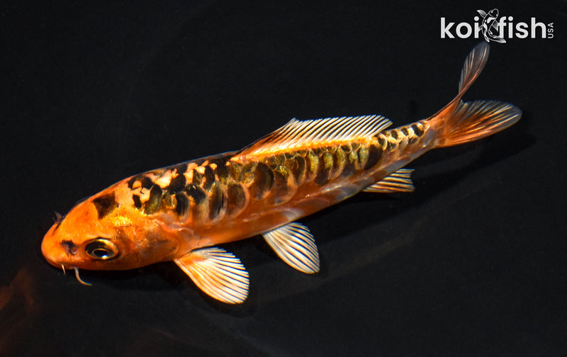 5" ARAGOKE ORENJI MATSUBA
