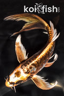 6.75" ARAGOKE BENI KIKOKURYU BUTTERFLY