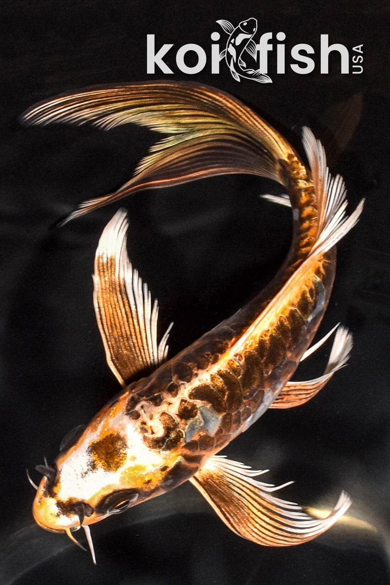 6.75" ARAGOKE BENI KIKOKURYU BUTTERFLY