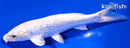 5.75" GINRIN PLATINUM OGON