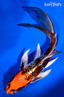 7.5" KUJAKU BUTTERFLY