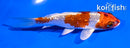 5" GINRIN KUJAKU