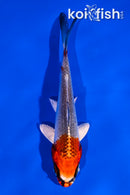 4" KUJAKU