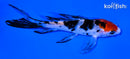 4.5" SANKE BUTTERFLY
