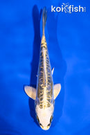5.5" KIN KIKOKURYU