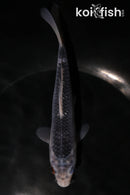 6" ASAGI