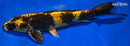 9.25" KI UTSURI