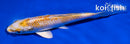 5" HARIWAKE
