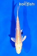 4.5" DOITSU YAMABUKI OGON