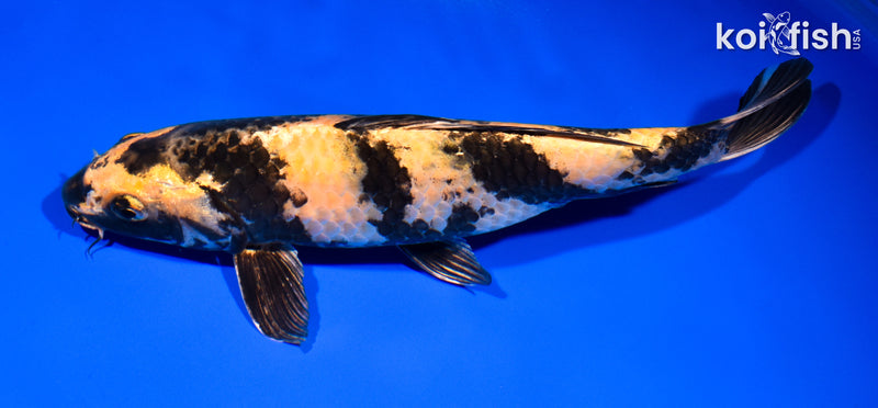 10.75" KIN KI UTSURI