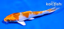 4" KUJAKU