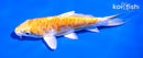5.5" ARAGOKE HARIWAKE