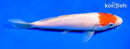 6.75" TANCHO KOHAKU