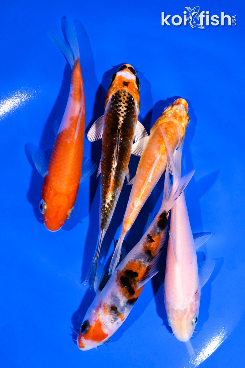PACK OF (5) 4-5" STANDARD KOI