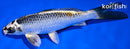 6.75" KUJAKU