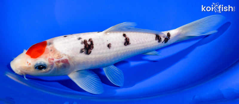 8.25" TANCHO SANKE