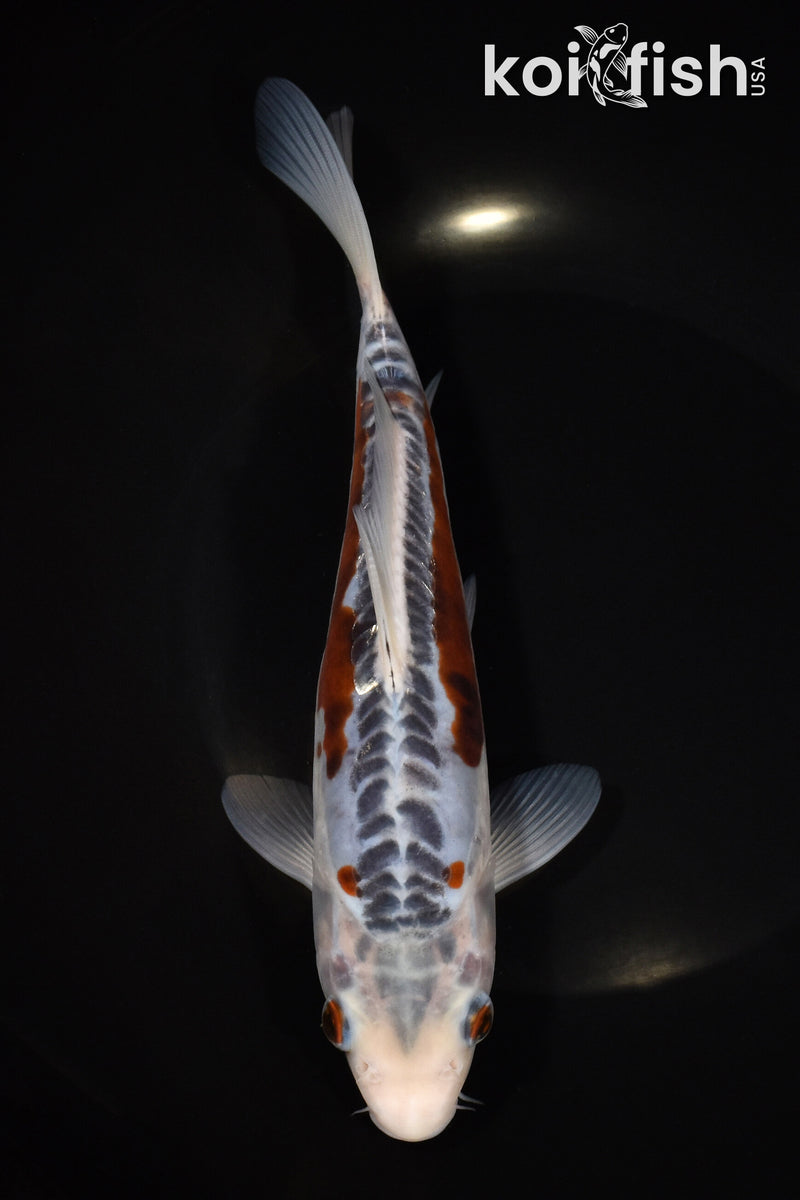 8.25" SHUSUI