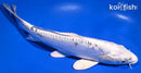 9.5" DOITSU GIN MATSUBA