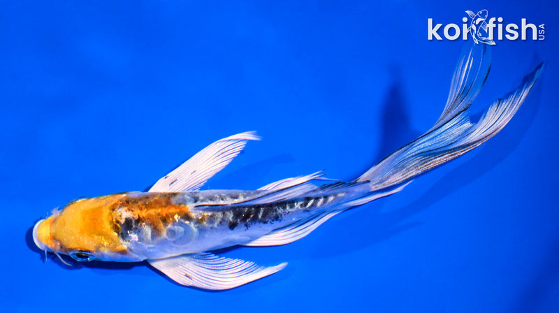 5.5" ARAGOKE HEISEI NISHIKI BUTTERFLY