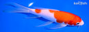 8" KOHAKU BUTTERFLY