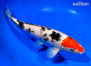 11" TANCHO SANKE