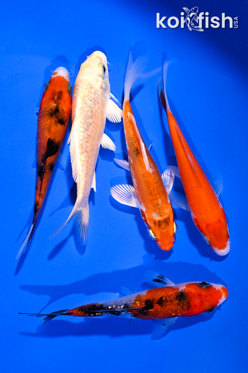 PACK OF (5) 3.75-4.25" STANDARD KOI