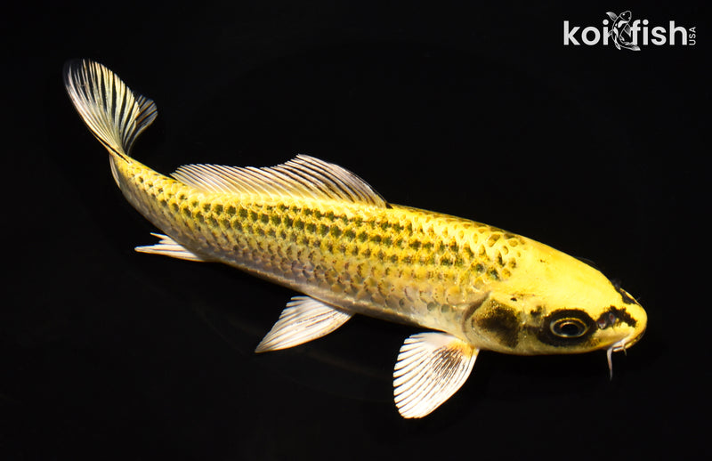 8" KI MATSUBA