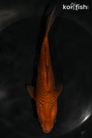 5.5" CHAGOI